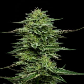 The Bling > Humboldt Seed Company